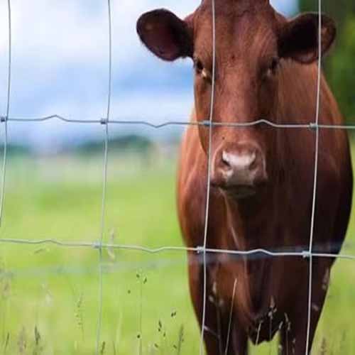 lattice fence Fixed Knot Field fence Farming Galvanized For Sale